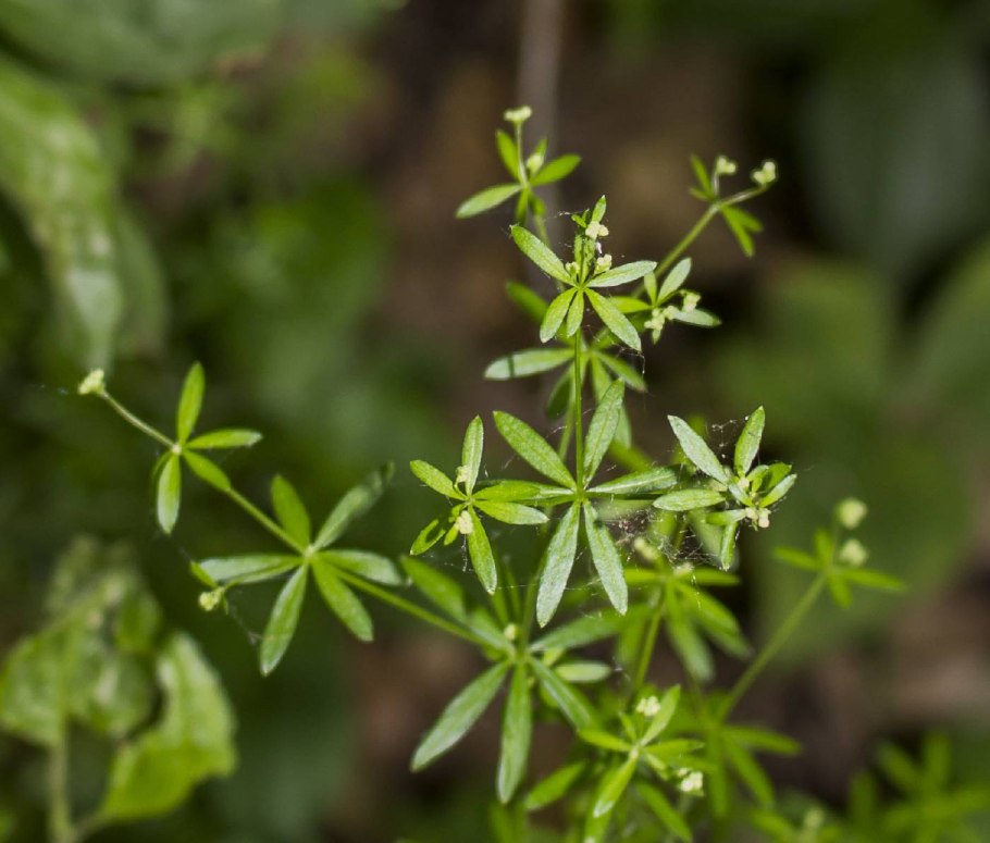 Подмаренник трехцветковый