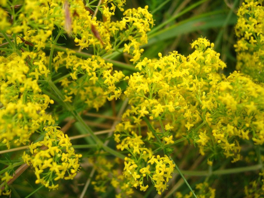Подмаренник топяной (Galium uliginosum)