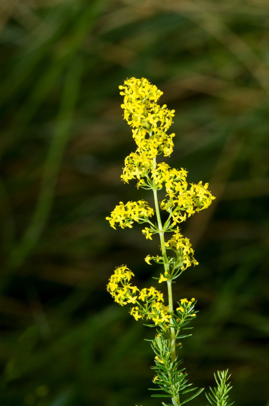 Подмаренник настоящий Galium Verum