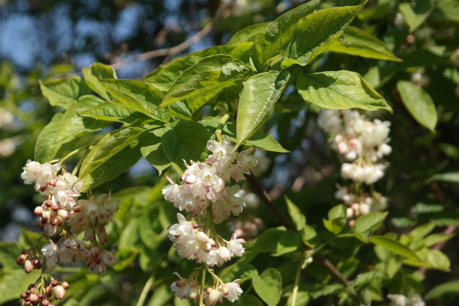 Клекачка перистая Staphylea pinnata