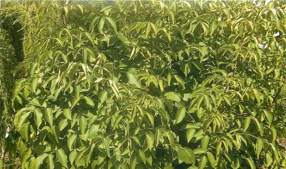 Staphylea trifolia