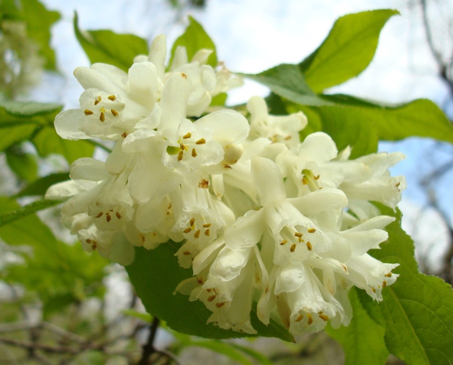 Клекачка перистая Staphylea pinnata