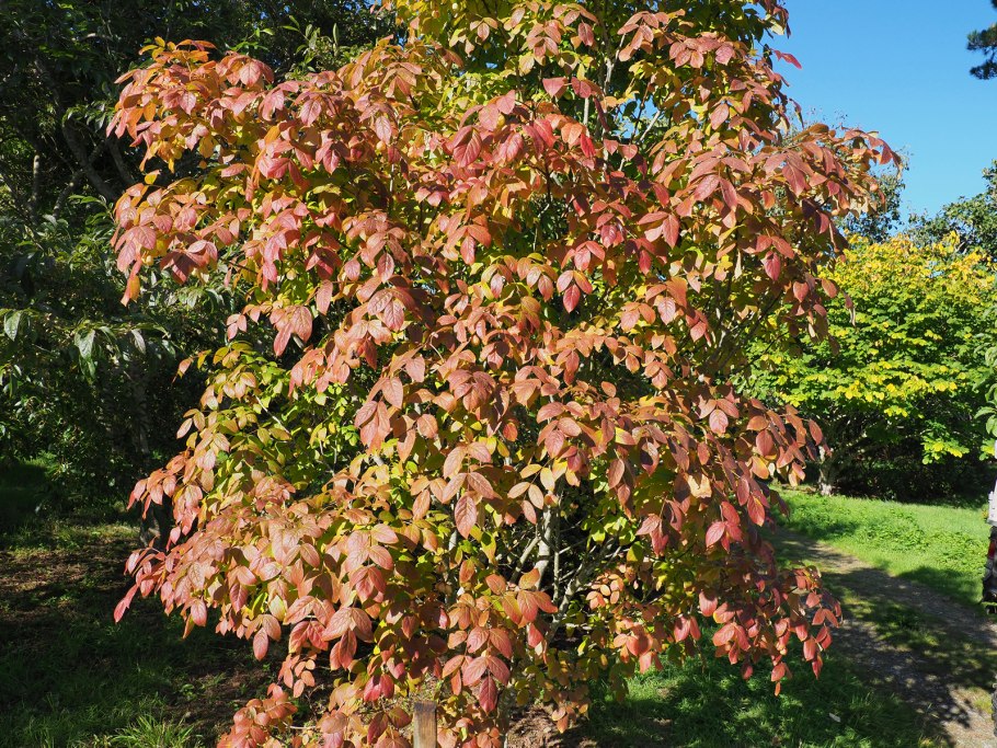 Клекачка Колхидская