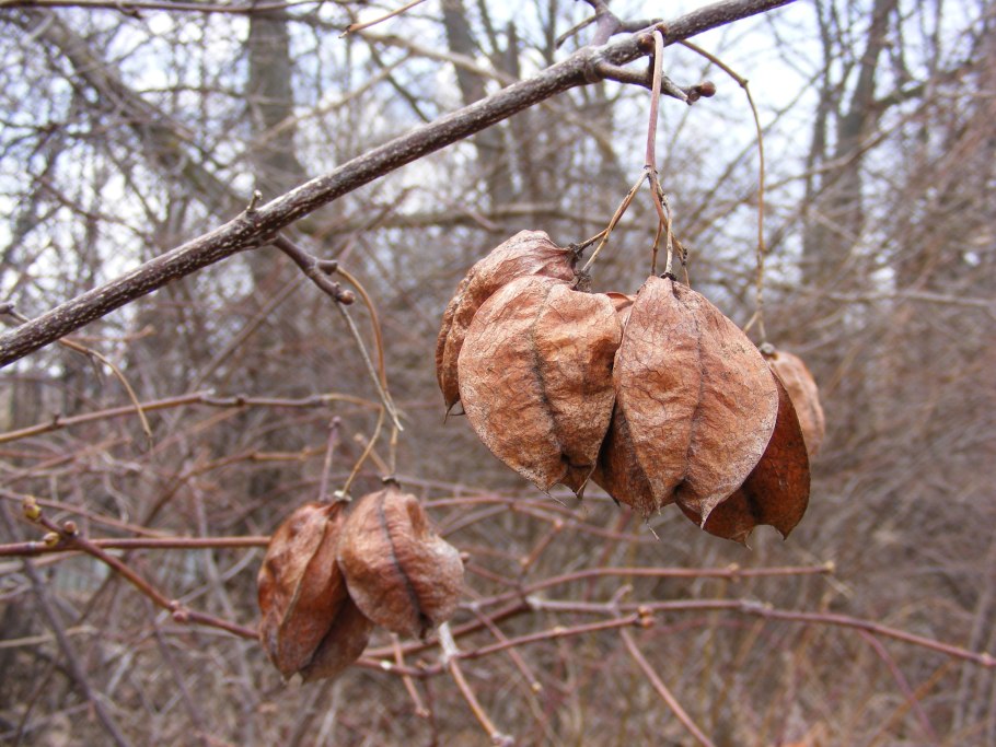 Клекачка перистая орех