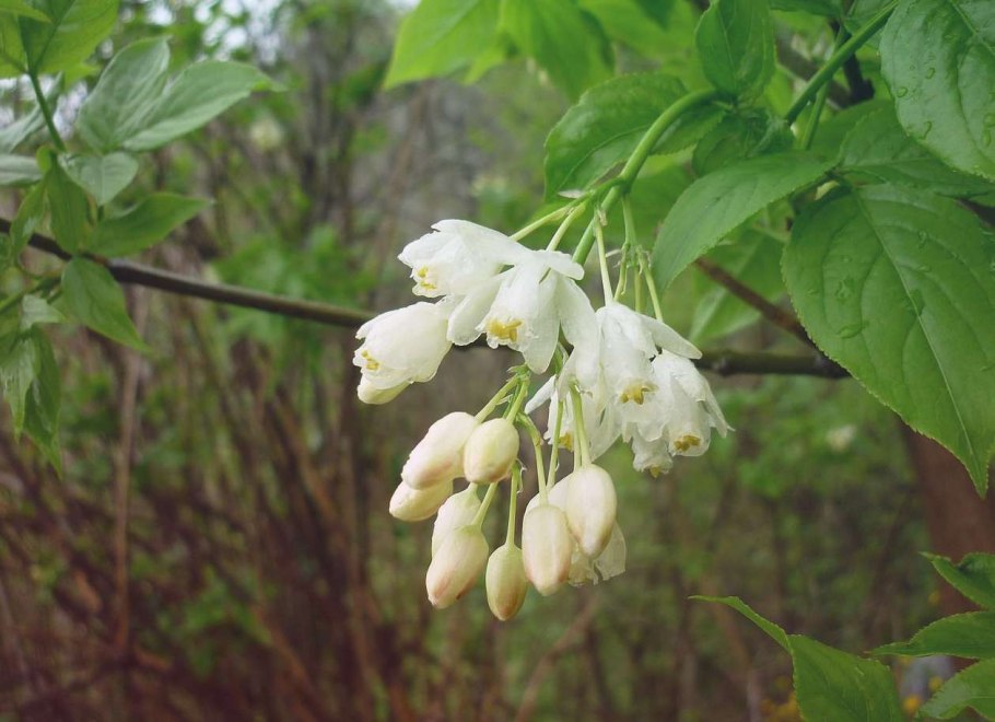 Клекачка перистая Staphylea pinnata