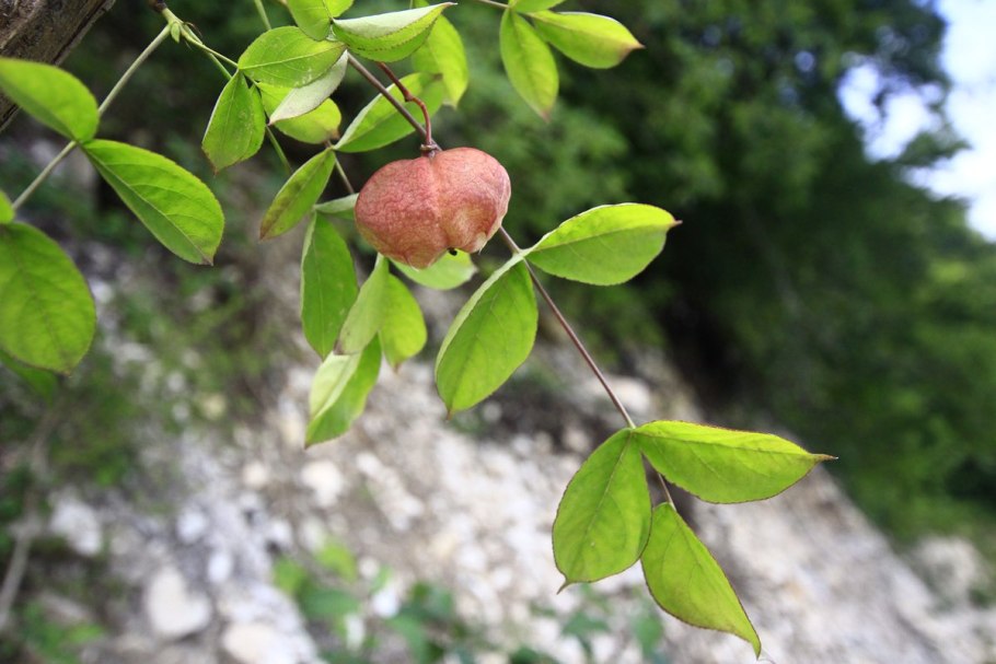 Клекачка Колхидская ДЖОНДЖОЛИ