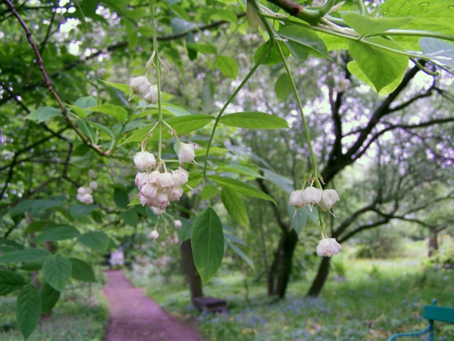 Клекачка перистая Staphylea pinnata