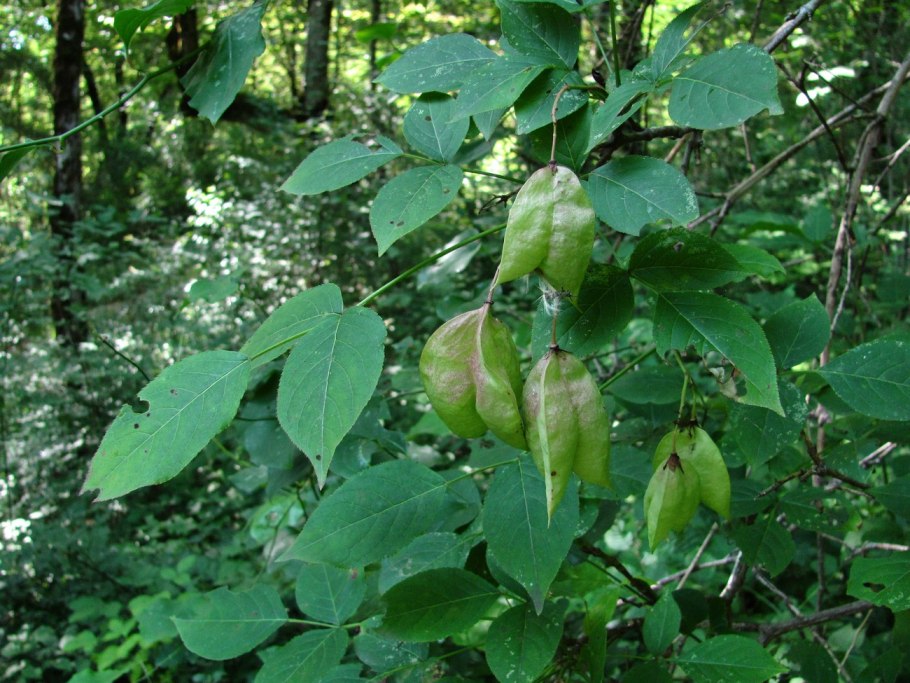 Клекачка перистая Staphylea pinnata
