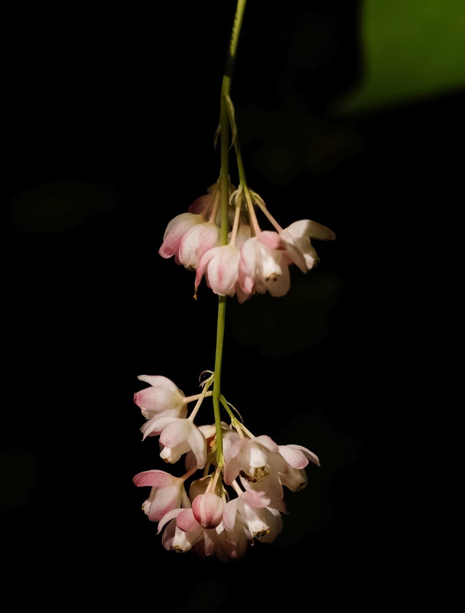 Клекачка трехлистная Staphylea trifolia