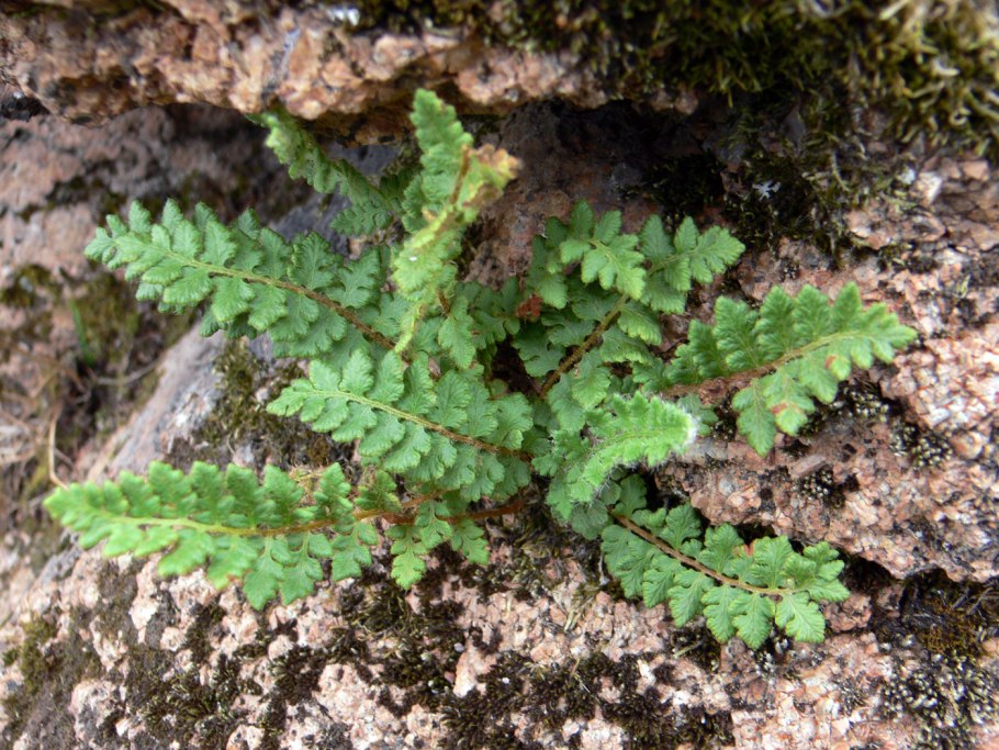 Woodsia Ilvensis