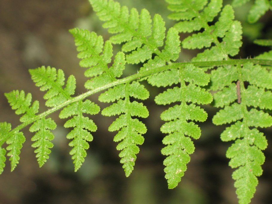 Woodsia Ilvensis