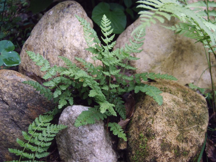 Вудсия многорядниковая Woodsia polystichoides