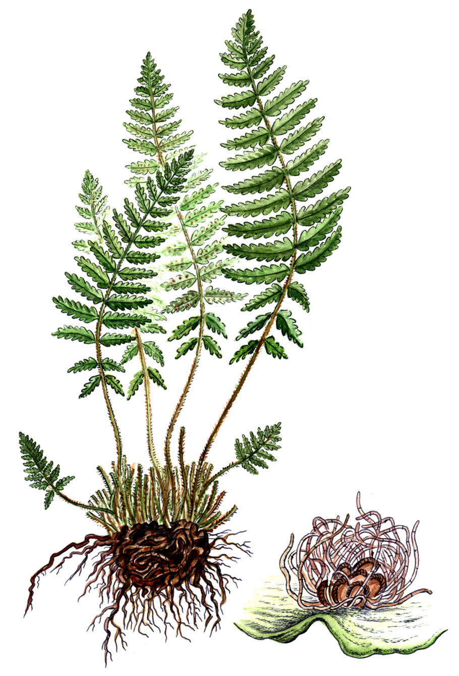 Woodsia Ilvensis
