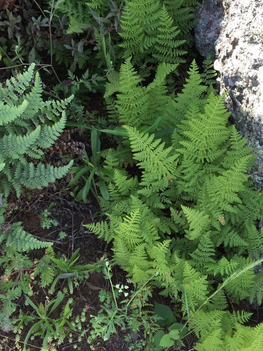 Вудсия многорядниковая Woodsia polystichoides
