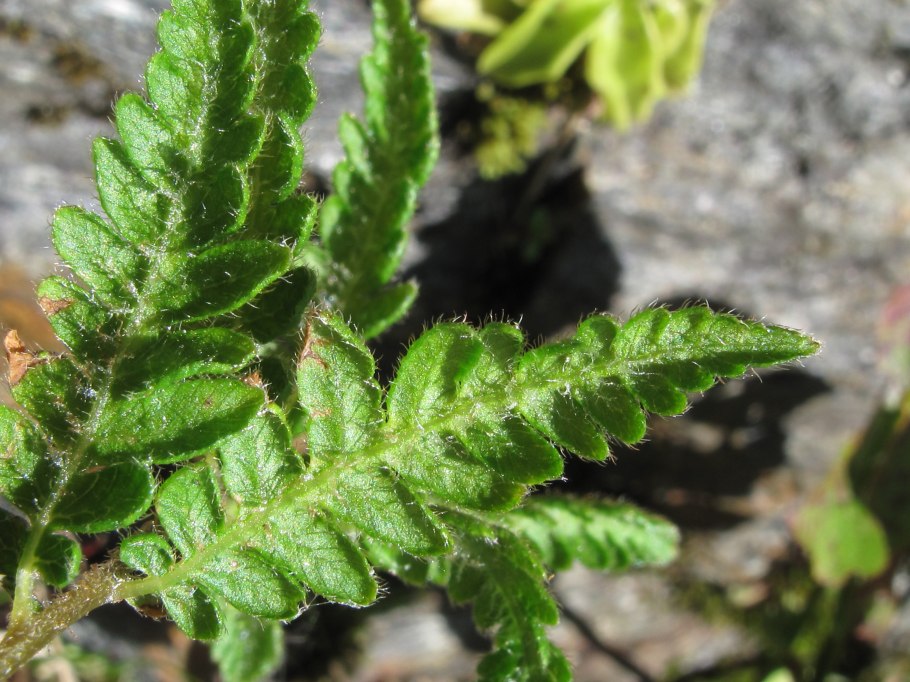 Вудсия Альпийская