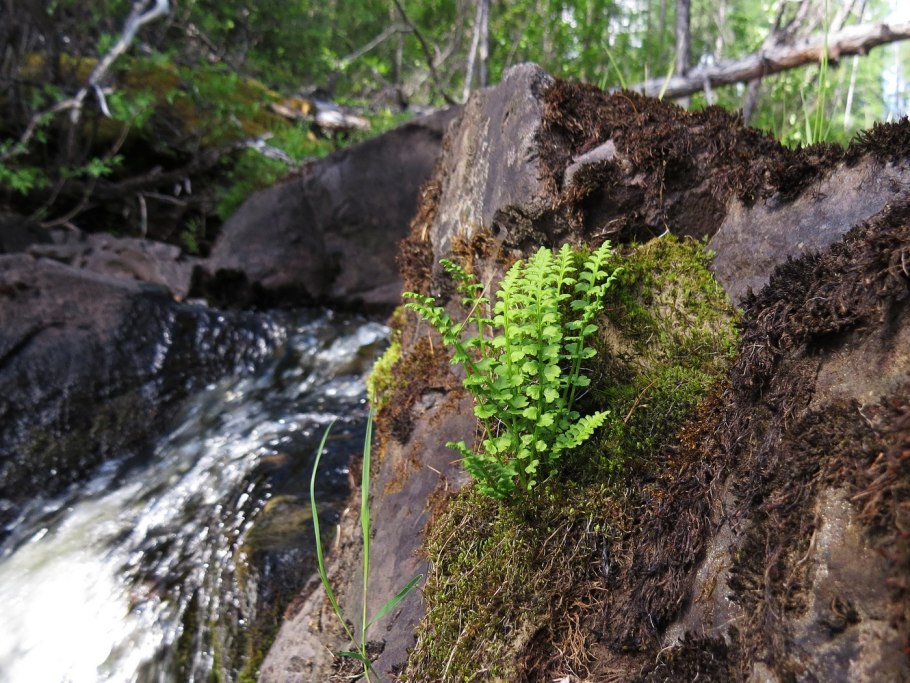 Athyrium spicatum варенс