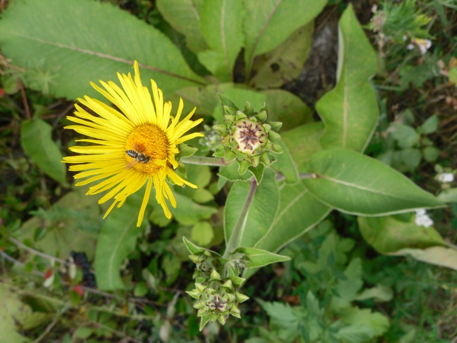 Девясил кистецветный