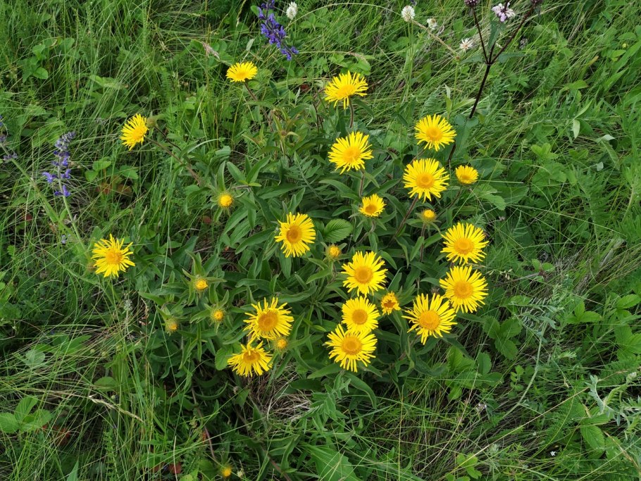 Девясил шершавый Inula hirta