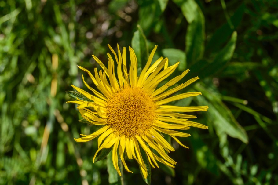 Девясил высокий (Inula Helenium)