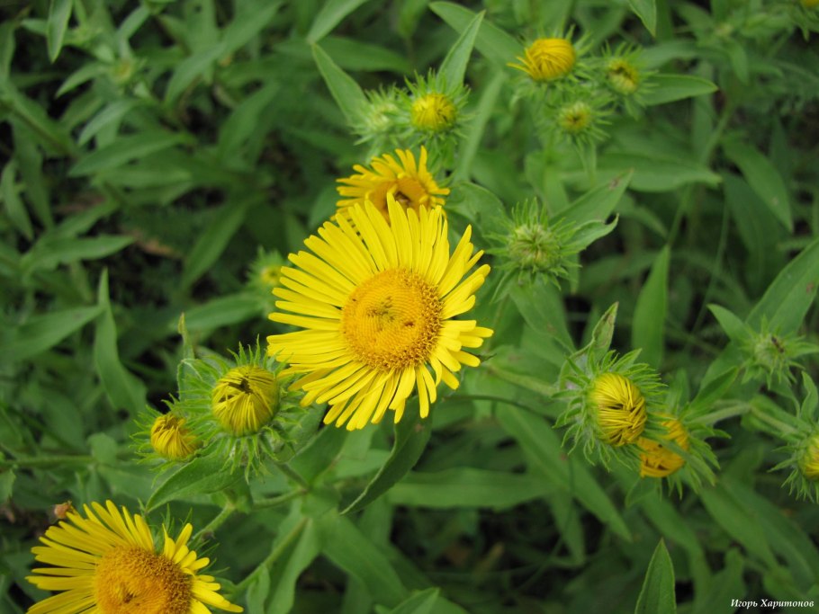 Девясил великолепный (Inula magnifica)