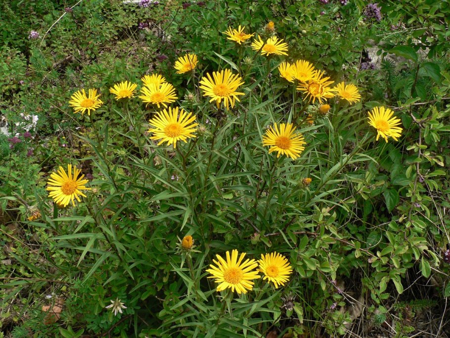 Девясил мечелистный