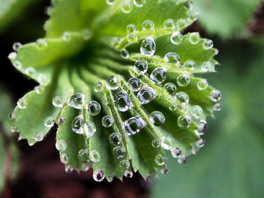 Столбчатый и губчатый мезофилл