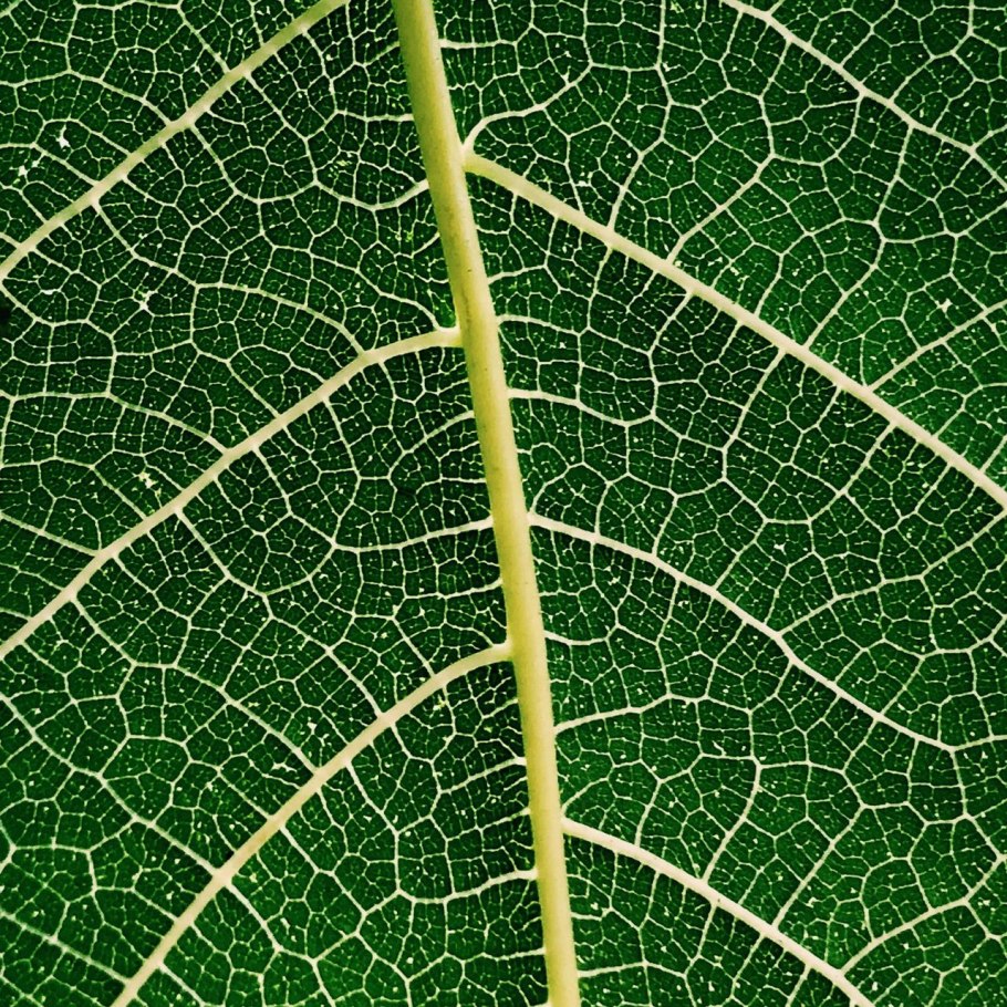 Покровные ткани растений ризодерма