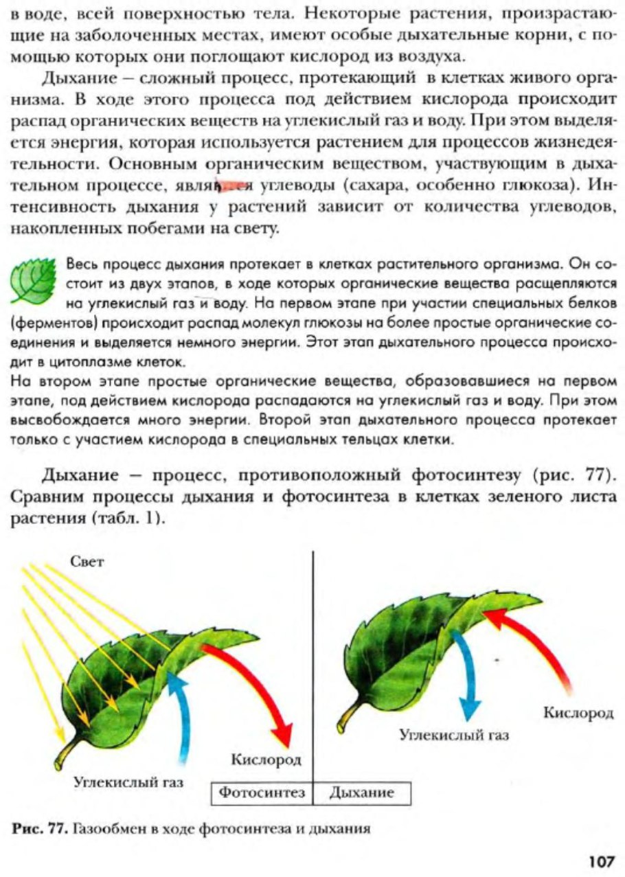 Побег и почки, строение стебля и листа.