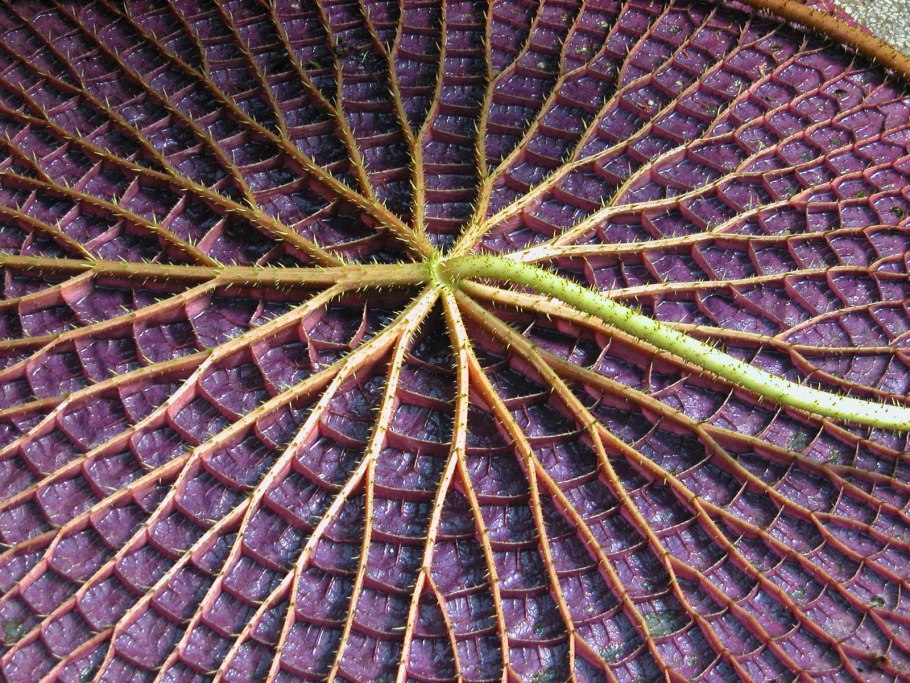 Блестящая поверхность листьев