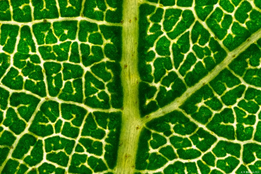 Устьица листа под микроскопом