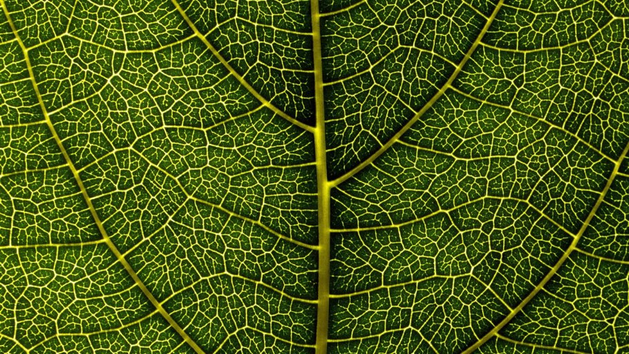 Тропические листья