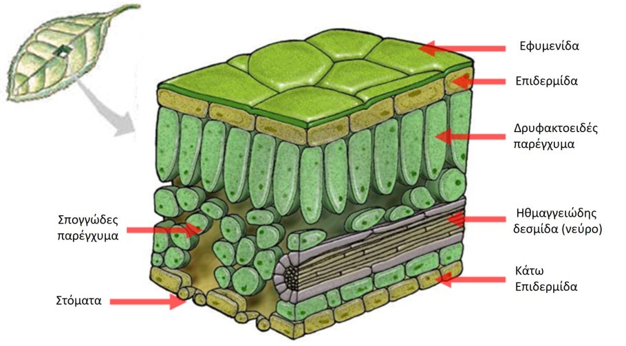 Листья деревьев