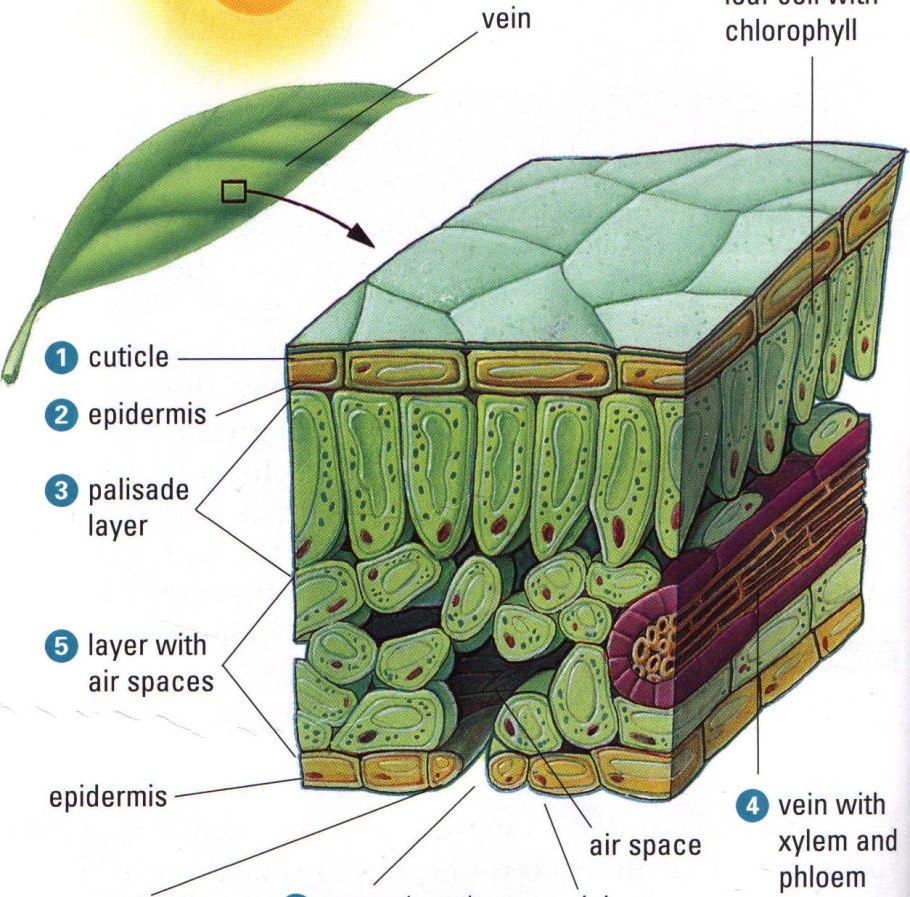 Жилка у растений