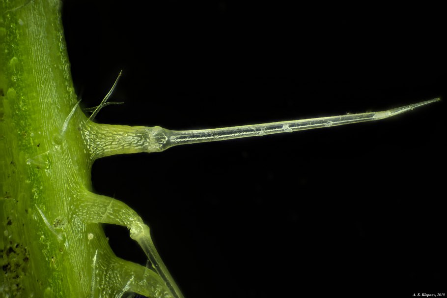 ЛОВУШКА росянки