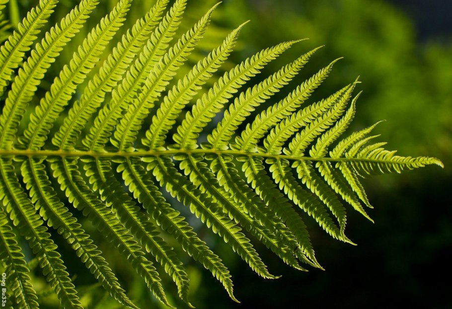 Функции черешка листа