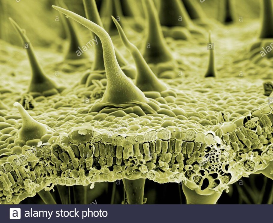 Устьица микрофотография