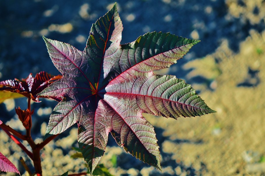 Карбюратор leader pz19jb