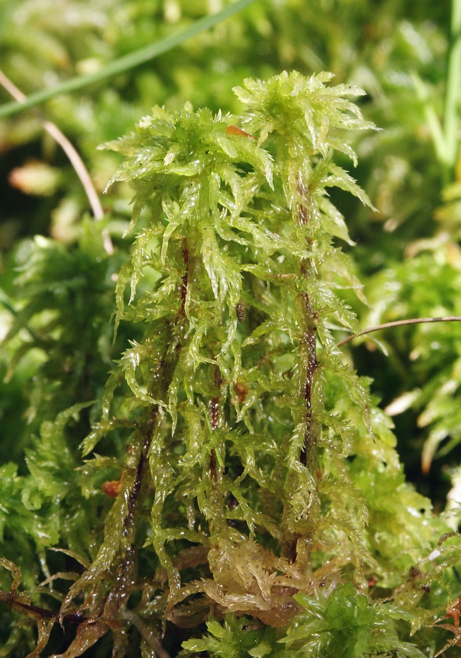 Мох сфагнум