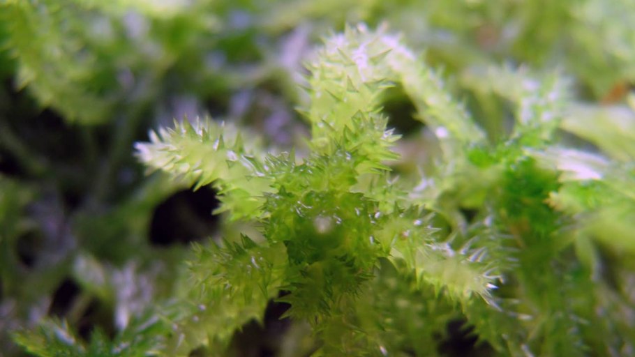 Сфагнум Гиргензона