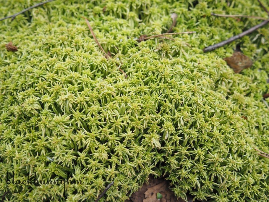 Болотный мох сфагнум