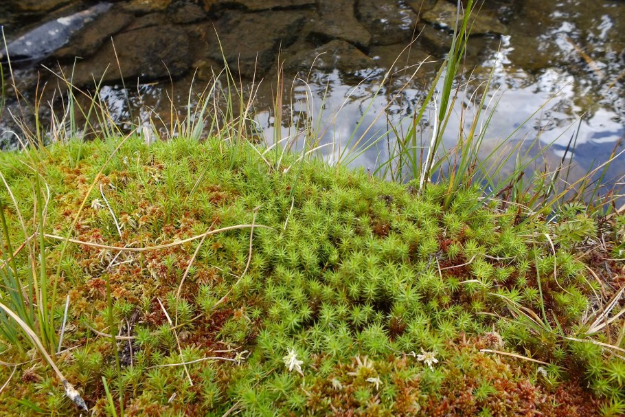 Мхи сфагнум