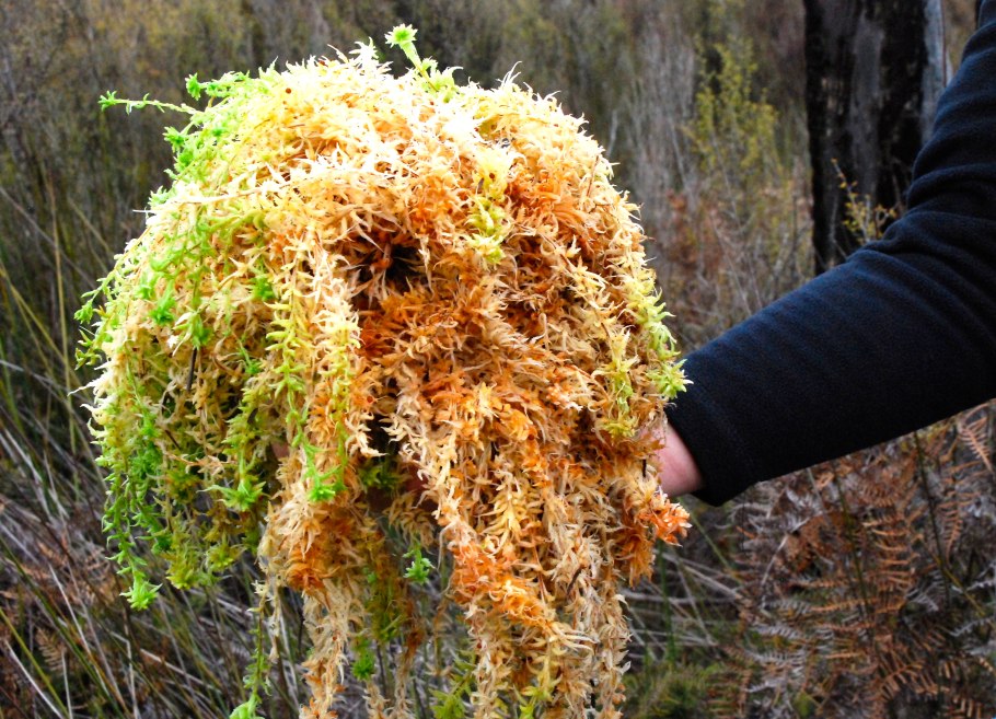 Торфяной мох сфагнум