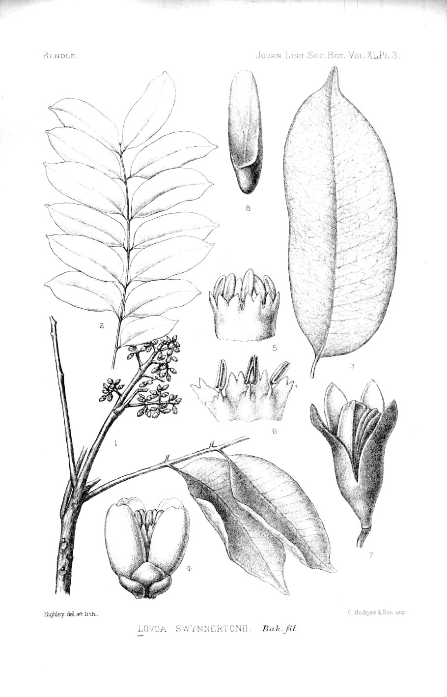 Lovoa swynnertonii Trees