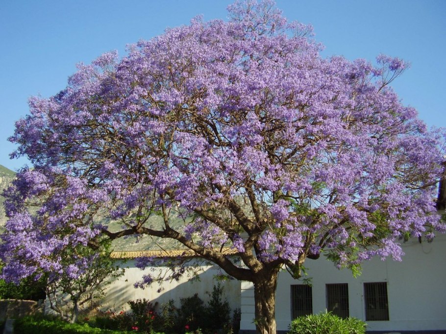 Семенная коробочка орхидеи