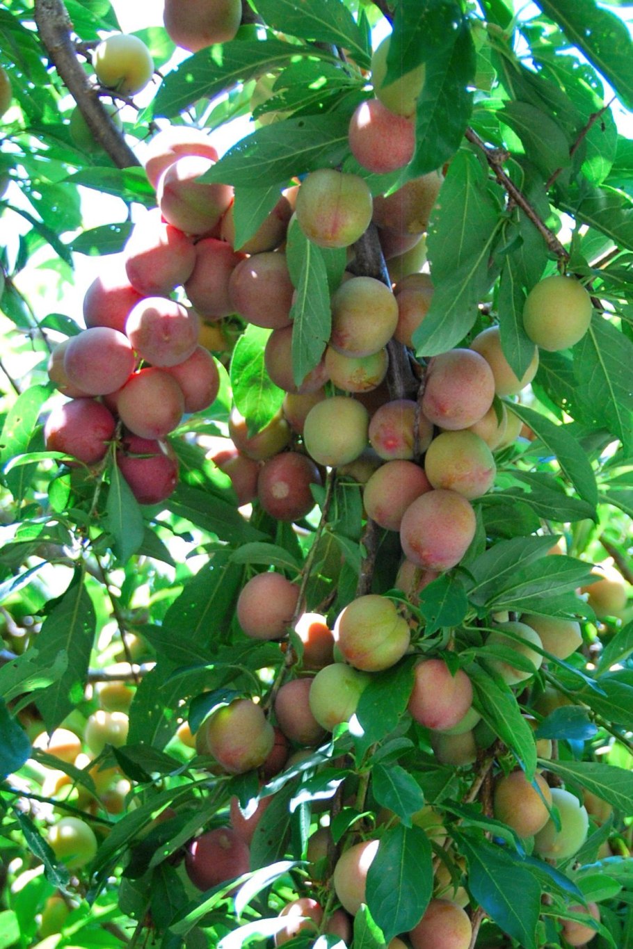 Павлония войлочная