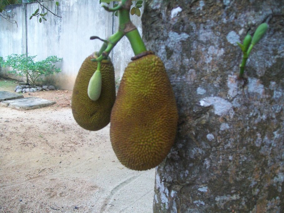 Обезьяний хлеб дерево