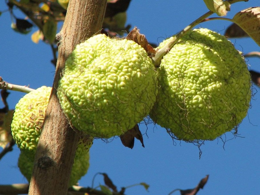 Дуб черешчатый