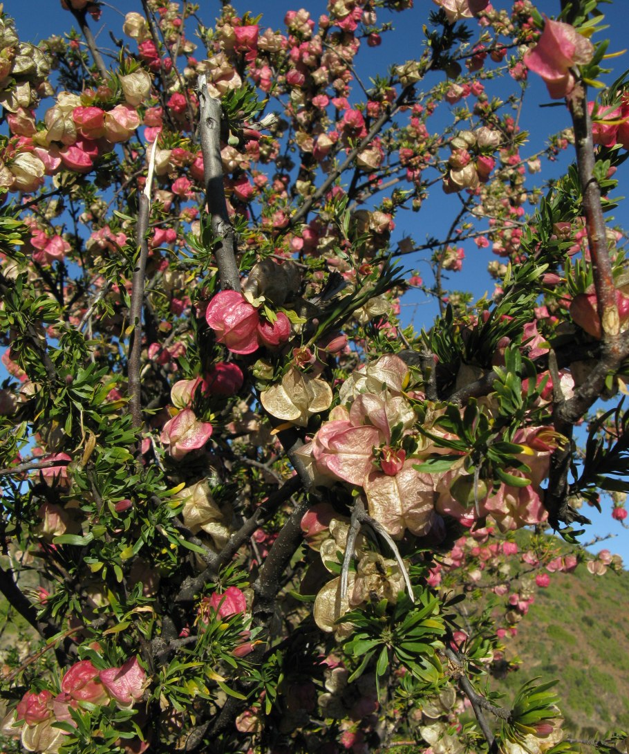 Лиепусальский дуб