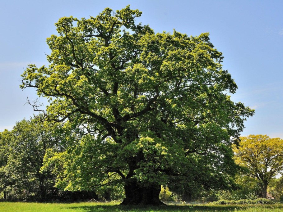 Quercus hartwissiana
