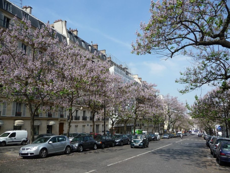 Павлония войлочная